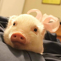 ����С���i